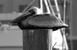 Resting Pelican by Jill Shepherd