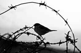 Untitled 6 by Fattah Zinnouri