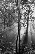 Spring Morning by Augustus Napier