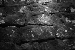 Mossy by Bernard Werner