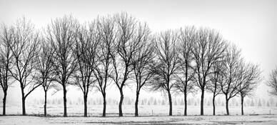 Fourteen Trees by Chuck Kimmerle