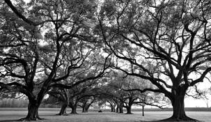 Oak Trees by Cliff Derbins