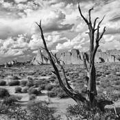 Desert Tree by Daniel Bowman Ashe