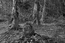 Forest by Danny Johnson