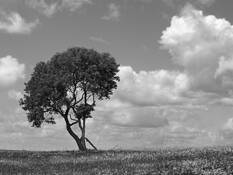 Lone Tree by Shawn Leer