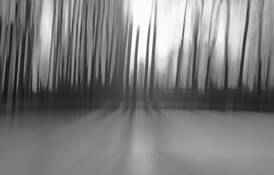 Palace Forest by Wendy Roche