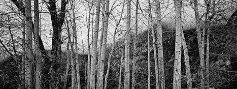 Trees by Richard Man