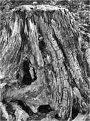 5 From WOOD by Richard Tucker