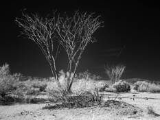 Joshua Tree No 2 by Ron Discipulo