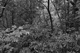Forrest Edge by Roy Money