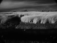 Guard Shore Wind by Mark McCoy