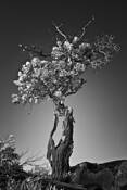Ohia II by Mary Goodrich