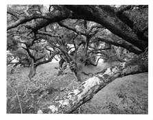 Chaos Theory Part 4 by Michael Miner