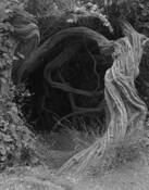 Stow Lake K by Mitsu Yoshikawa