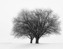 Crystal Trees. Waverly by Jay Spilker