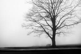 Snp 1 by Jeffrey Logesky