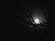 Nestled in Fog by Leah Burgett