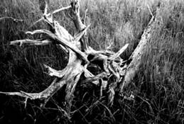 Swamp Roots by Leann Chaney