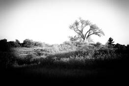 Tree on Trail by Fee Chin