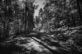 William B Umstead State Park 2 by Herminio Alberti