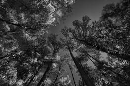 William B Umstead State Park 3 by Herminio Alberti