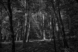 William B Umstead State Park 4 by Herminio Alberti