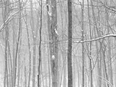 Little River Preserve 4 by Hugh Holt