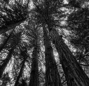 Giants by Denise Silva