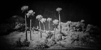 Palm Trees by Derrick Pierce