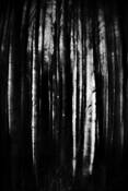 Forest Moods by Dmitry A. Repnikov