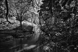 William B Umstead State Park 1 by Herminio Alberti