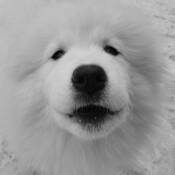 Samoyed Pup by Colin Traquair