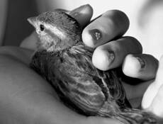 Gentle Touch by Stefini Borcoman