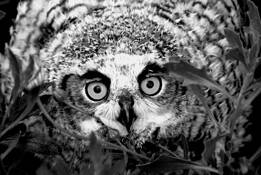 Great Horned Baby by Stefini Borcoman