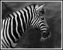 Zebra by Ron Discipulo