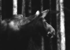 Behind the Woodshed by Sandy Olson