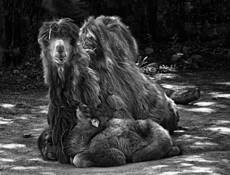 Contented Momma by Dolores Smart