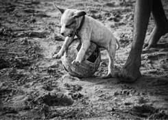 Soccer Puppy by Dolores Smart