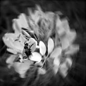 Spider & Bee by Mary Woodman