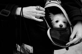 Puppy Chic by Nicolas Hyacinthe