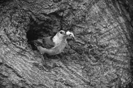 Cleaning House by Patricia Sheley