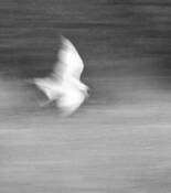 Flight by John Gribbin