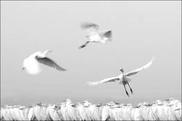 Landing Patterns by Jenn Lawrence