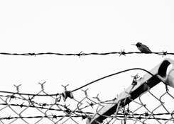 Sharp by Heather McAlister