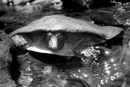 Soft Shell by Dan Plunkett