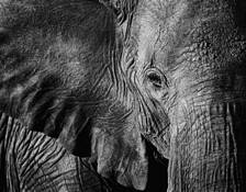 Elephant by Dawn Miller