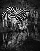 Zebra Reflections by Dawn Miller