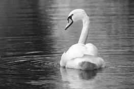 Swan Gaze by Diana Teeters