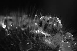 Poppy Quenched by Sandy Olson