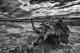 Tybee Beach by Anna Capaldi